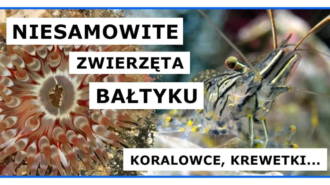 Czy krewetki są w Bałtyku? Odkryj ich gatunki i znaczenie ekologiczne