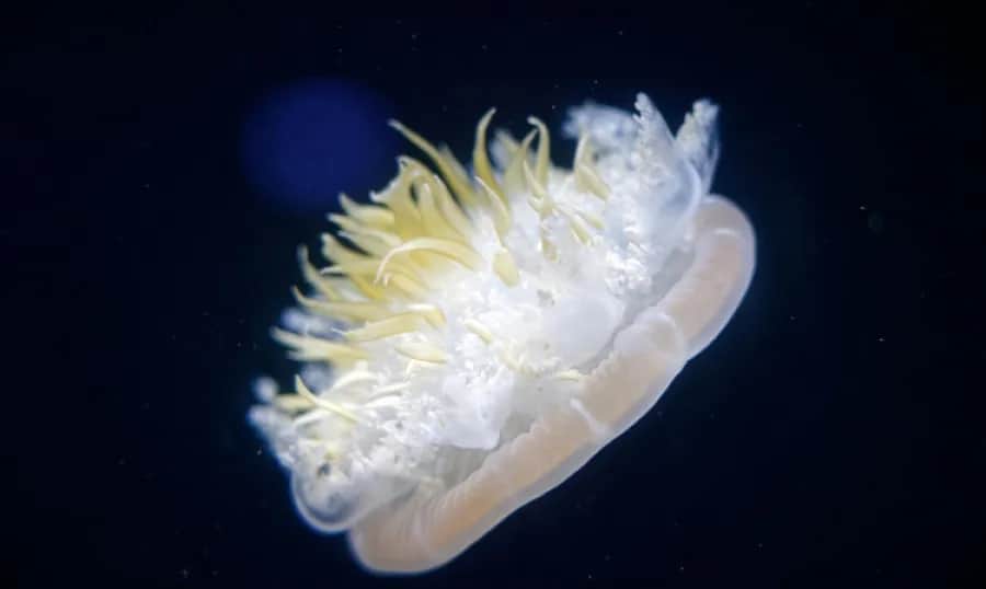 Jakie meduzy żyją w Bałtyku? Poznaj niebezpieczeństwa i ciekawostki