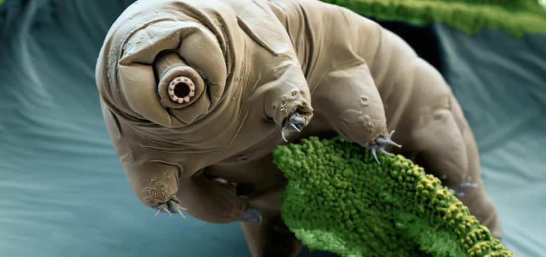 Co żyje w Morzu Martwym? Zaskakujące organizmy w ekstremalnych warunkach