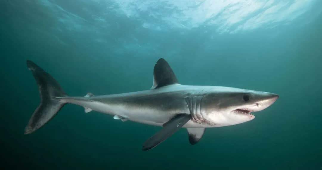 Czy w Bałtyku są rekiny? Rzadkie gatunki i ich bezpieczeństwo dla ludzi