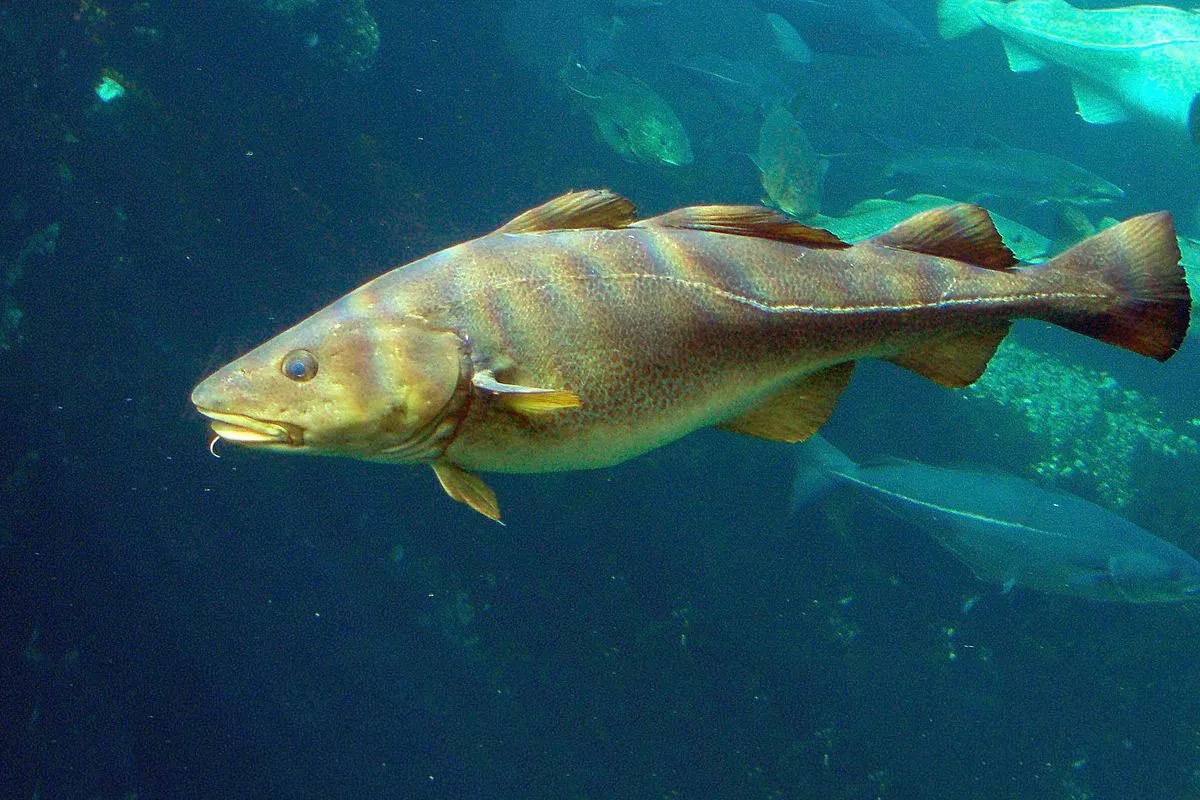 Czy można łowić dorsza w Bałtyku? Sprawdź zasady i limity połowu