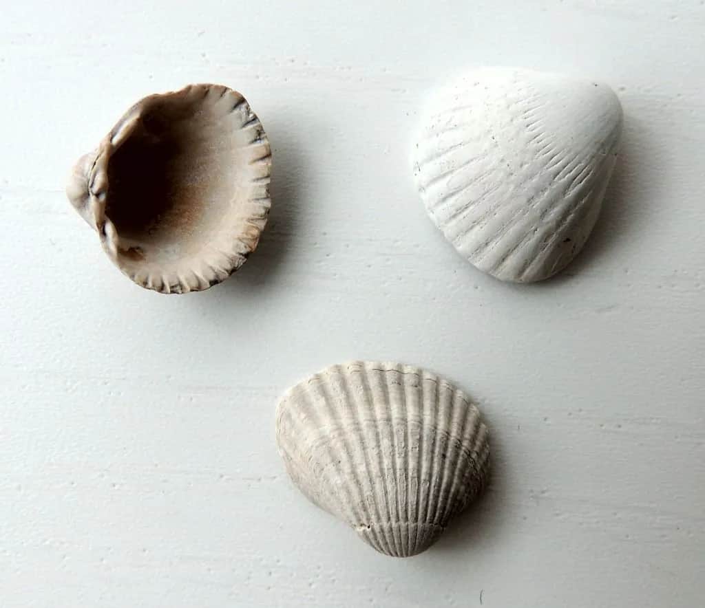 Jakie muszle występują w Bałtyku? Zaskakujące gatunki na plażach