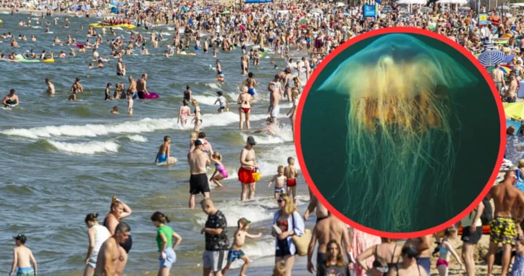 Czy meduzy w Bałtyku są groźne? Uważaj na niebezpieczeństwa i objawy