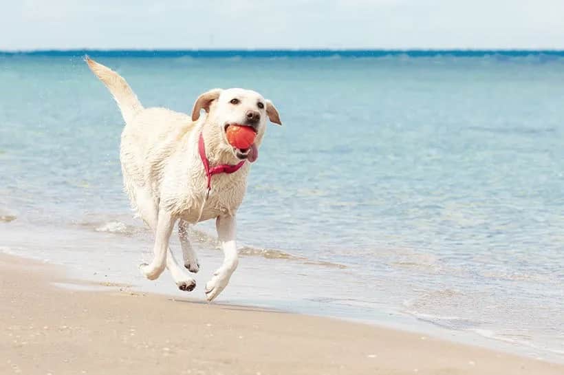 Gdzie nad morze z psem: najlepsze plaże i porady dla właścicieli