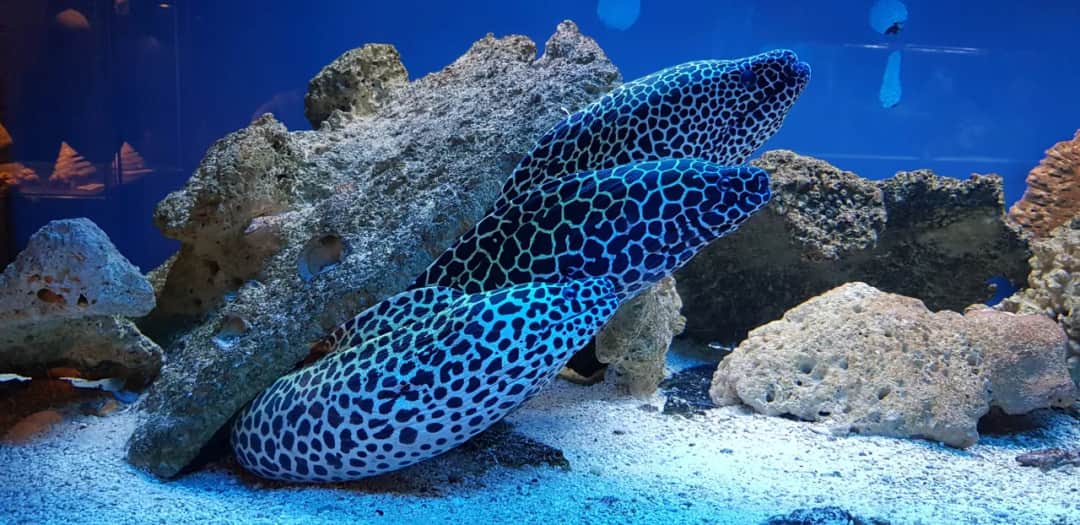 Ile kosztuje bilet do oceanarium w Kołobrzegu? Sprawdź ceny i zniżki