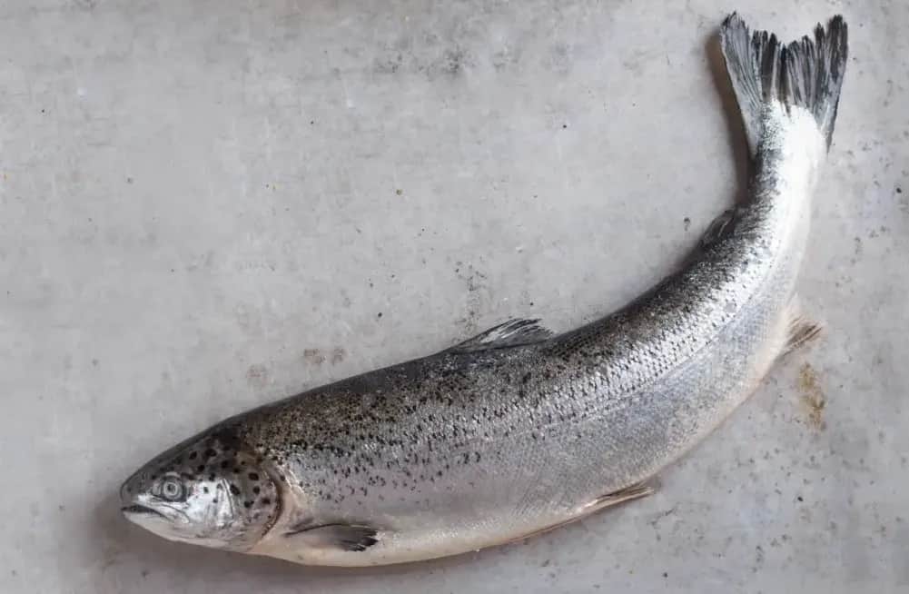 Czy łosoś występuje w Bałtyku? Poznaj jego zagrożoną populację