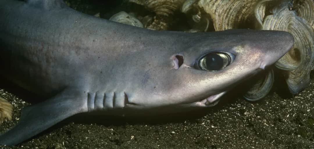 Czy rekiny są w Bałtyku? Fakty o ich obecności i bezpieczeństwie