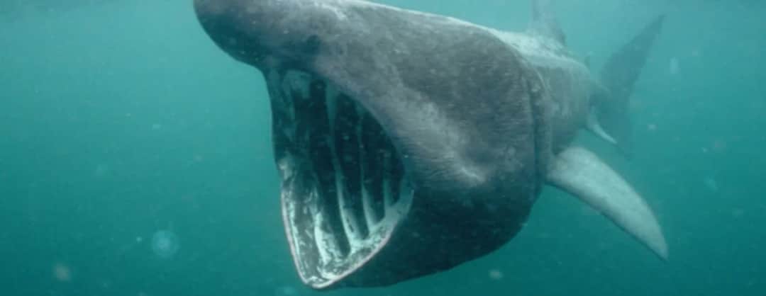 Czy w polskim morzu są rekiny? Rzadkie gatunki i ich bezpieczeństwo