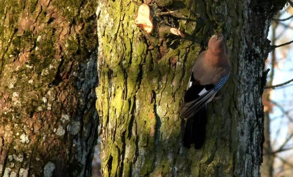 Jak sójka za morze – znaczenie przysłowia i jego literackie odniesienia