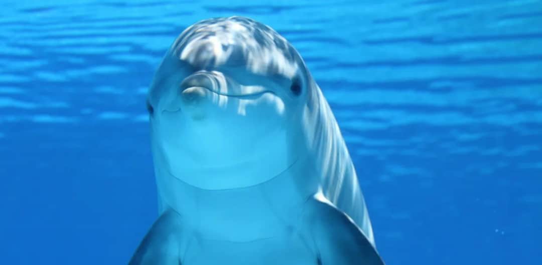 Czy delfiny są w Bałtyku? Rzadkie obserwacje i ich znaczenie