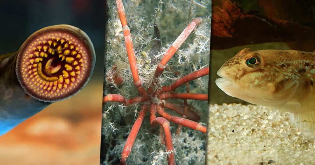 Co żyje w Morzu Bałtyckim? Odkryj zagrożenia dla ekosystemu