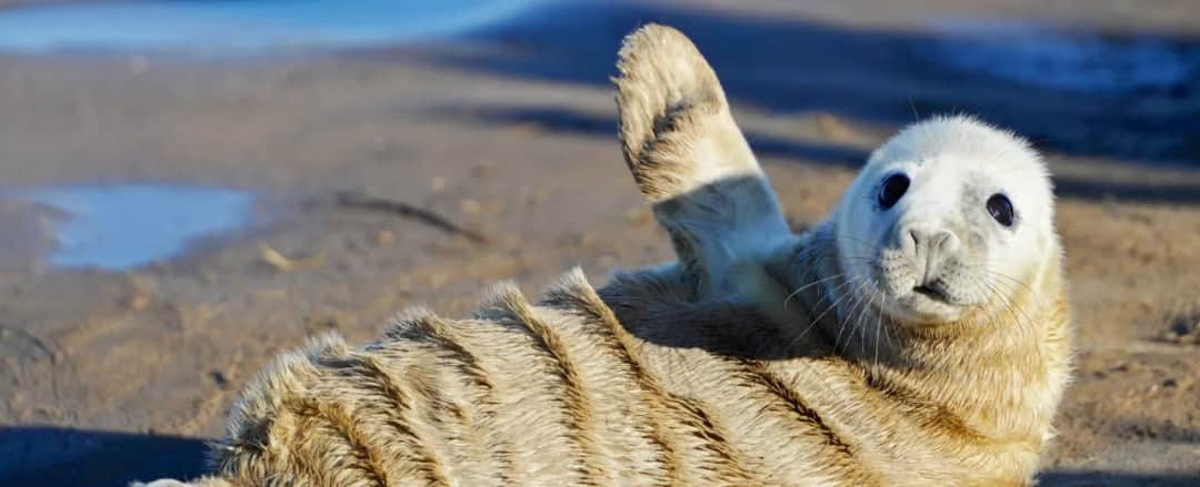 Czy w Bałtyku są foki? Odkryj gatunki i ich populację w regionie