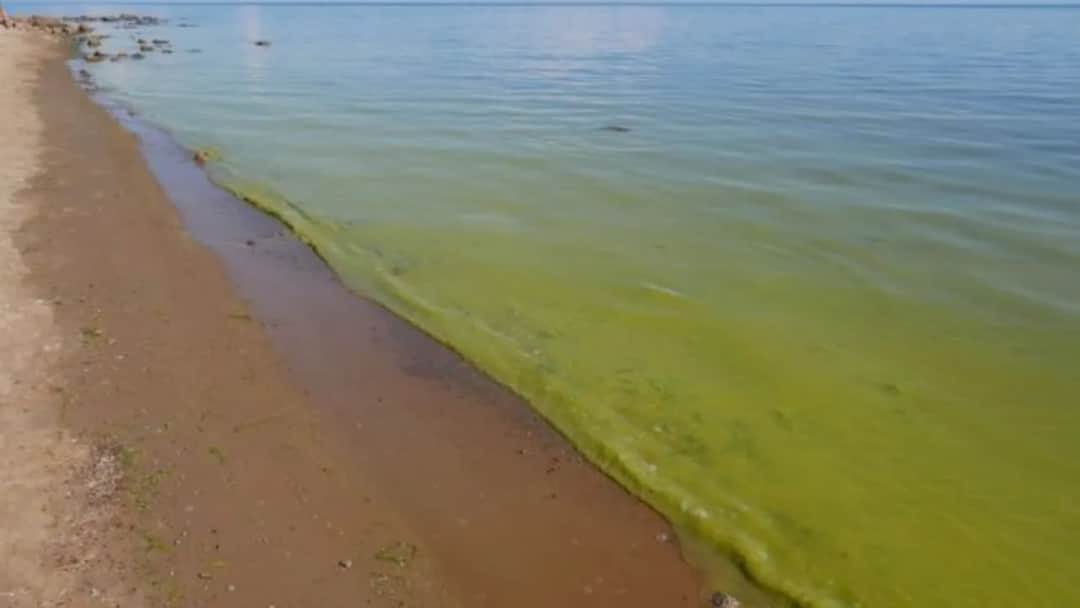 Jak wyglądają sinice w Bałtyku i jak mogą zagrażać zdrowiu