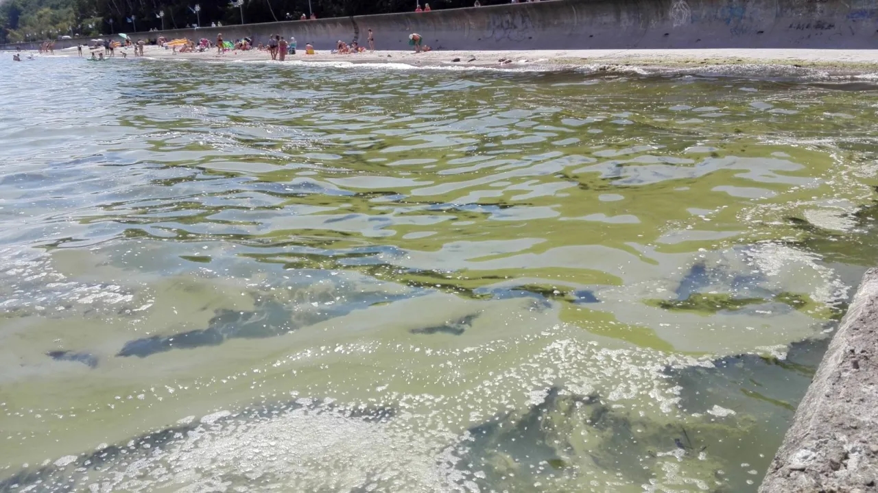 Jak wyglądają sinice w Bałtyku i co warto o nich wiedzieć